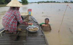 Cá linh rớt giá còn 6.000 đồng/kg, ngư dân miền Tây mất tiền triệu mỗi ngày