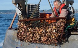 Đánh cá, đổ rác là những nghề dễ chết người nhất ở Mỹ