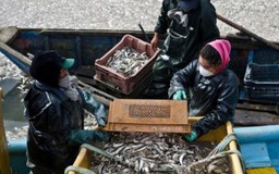 Cá chết hàng loạt vì thủy triều đỏ, ngư dân Chile biểu tình