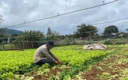 Chàng thiếu úy 9X ra đồng hái rau gửi người dân TP.HCM