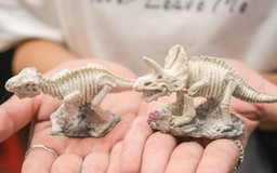 Trò đục đá tìm khủng long thành ‘hot trend’