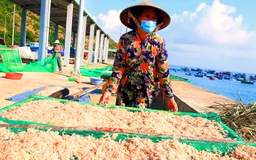 Bình Định: Cận tết, ngư dân trúng mùa ruốc, thu hàng chục triệu đồng/ngày