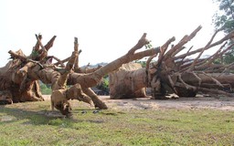 Xe chở cây 'khủng' được nhìn thấy lần cuối tại khu đô thị Ecopark ở Hưng Yên
