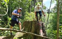 Gia Lai: Khởi tố vụ phá rừng lớn ở H.Kbang