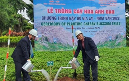 Gia Lai trồng hoa anh đào do Nhật Bản tặng