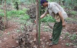 Trộm lộng hành miền quê