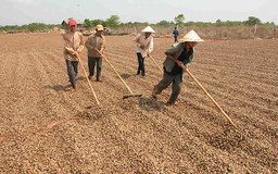 Doanh nghiệp hạt điều sẽ giảm 40% sản lượng để tránh lỗ