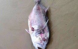 Kì lạ cá vẩu nặng 35kg chết dạt vào bờ biển