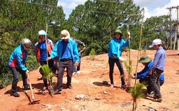 Trồng thêm 3.000 cây thông cho Đà Lạt vì môi trường