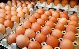 Nông dân chế máy ấp trứng