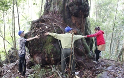 Lắp đặt cột thu lôi bảo vệ rừng Cây di sản VN