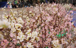 Lễ hội hoa anh đào Nhật Bản