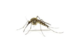 8 mẹo giúp bạn ít bị muỗi đốt nhất