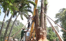 Công an điều tra vụ cây giáng hương “khủng” bị bứng