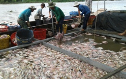 Hơn 160 tấn cá nuôi chết bất thường ở Tiền Giang