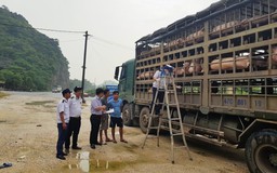 Lợn nghi bị dịch tả lợn châu Phi 'hao hụt' trên đường vận chuyển