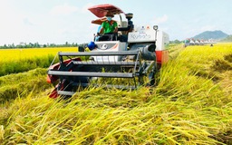 Gạo Việt cần tận dụng cơ hội giá cao