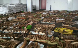 Phát hiện lô hàng hơn 3 tấn ngà voi lậu trên đường về Việt Nam