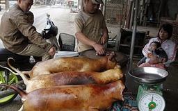 Du lịch VN bị dọa tẩy chay vì thịt cầy: Chính phủ Anh sẽ tìm cách chấm dứt tục ăn thịt chó