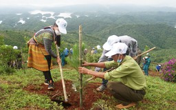 Vườn quốc gia Tà Đùng: Giữ rừng đi đôi với trồng rừng