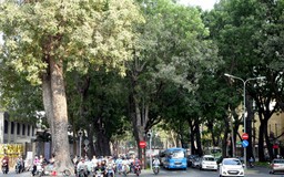 [Ảnh] Những hàng cây xanh trăm năm quý giá ở Sài Gòn