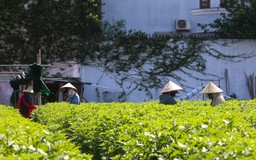 Bám trụ tại làng hoa, sinh viên phơi nắng đội mưa vì một cái Tết đoàn viên