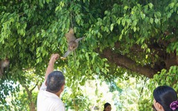 Quen được du khách cho ăn, khỉ từ núi Sơn Trà kéo bầy 'tấn công' chùa