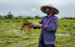 Nông dân Đà Nẵng khóc ròng vì lúa ngập nước nảy mầm sau bão số 5