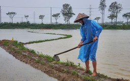 Đà Nẵng: Nông dân lo lắng vì lúa giống mới gieo sạ chìm sâu trong biển nước