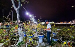 Đà Nẵng: Hoa tết giảm giá ‘sập sàn’ vẫn nằm la liệt không có người mua