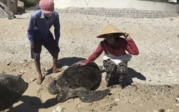 Du khách vận động ngư dân thả rùa xanh nặng 90 kg về biển