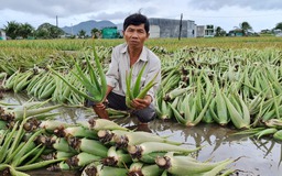 Nông dân Ninh Thuận điêu đứng vì cây nha đam ngập úng do mưa kéo dài