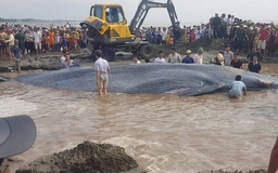 Cá voi chết trôi dạt vào bờ biển