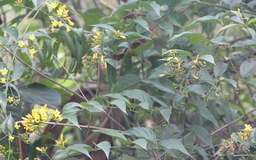 Ba người chết, 1 người nguy kịch do uống phải rượu ngâm cây lá ngón