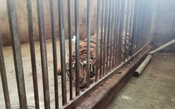 Mua 14 con hổ từ Lào về nuôi như nuôi lợn