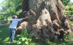 Chưa kịp đăng ký Cây di sản, cây trôi cổ thụ hơn 300 năm tuổi... chết đứng