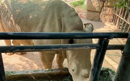 Điều tra vụ 6 con tê giác chết bất thường tại Khu sinh thái Mường Thanh Diễn Lâm