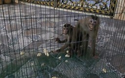 TP.HCM: Hai con khỉ đuôi lợn phá phách trong khu dân cư, sập bẫy của người dân