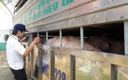 Đình chỉ kiểm dịch viên cấp 'lụi' giấy kiểm dịch cho heo nhiễm tả lợn châu Phi