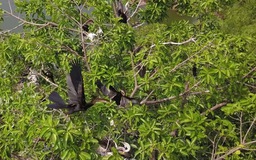 Hàng trăm con chim cổ rắn quý hiếm tụ về Bửu Long đã 10 năm nay