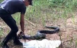Đồng Nai: Thả rắn hổ mang chúa nặng 21 kg vào khu bảo tồn