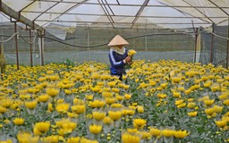 Làng Việt ngày Tết: Làng hoa 'khai sơn phá thạch' ở xứ sở ngàn hoa Đà Lạt