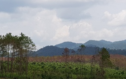 'Đầu độc' rừng thông giá 500-700.000 đồng/ngày để chiếm đất, sang nhượng