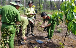 Khám nghiệm hiện trường vụ 'khai quật' hàng trăm lóng gỗ thông dưới tán rừng