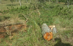 Phát hiện vụ phá rừng chiếm đất tại núi Hòn Bồ, Đà Lạt