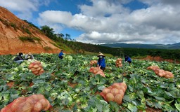 Chung tay phòng chống dịch Covid-19: Mùa hè đong đầy yêu thương dưới chân núi Lang Biang