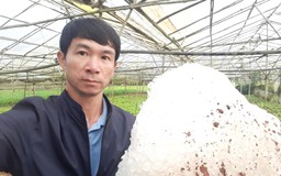 Đà Lạt: Bất ngờ trận mưa đá kéo dài gây thiệt hại nhiều diện tích rau, hoa