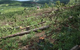 Lâm Đồng: Rừng Lâm Hà lại bị phá, hơn 160 cây thông bị cưa hạ