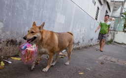 Chó cưng khiến cả xóm ở Sài Gòn 'hoa mắt' vì biết xách đồ giúp chủ