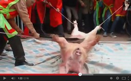 Lễ hội chém lợn Bắc Ninh vẫn tổ chức và không hạn chế trẻ em